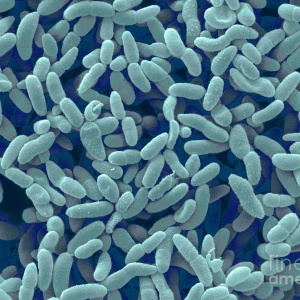 ACETOBACTER